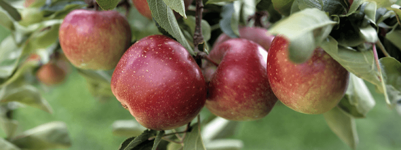 Apple exfoliator
